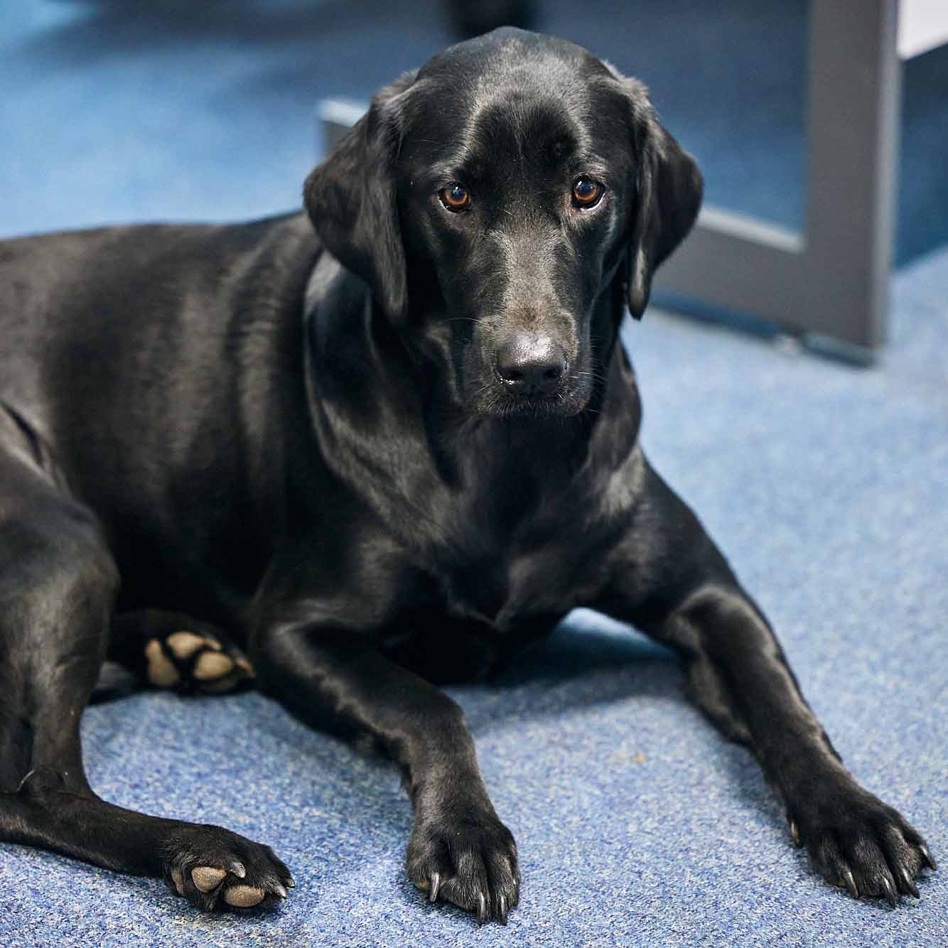 KBIS-Careers-Office-Dog