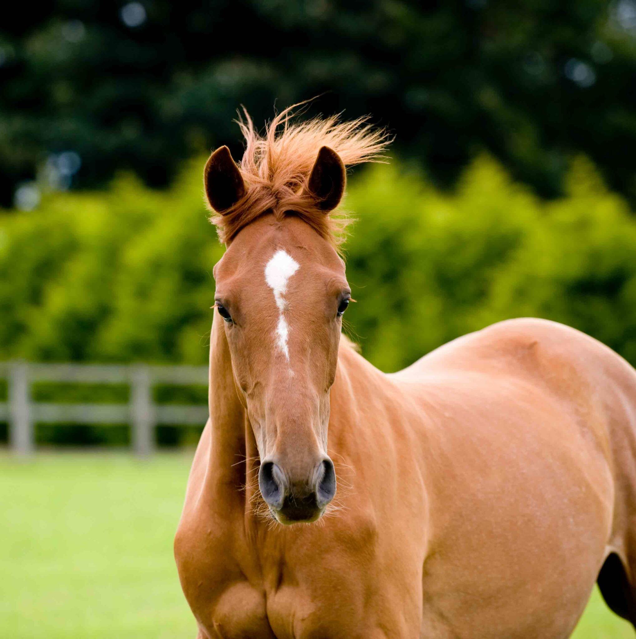 KBIS-Horse-Insurance-2039x2048