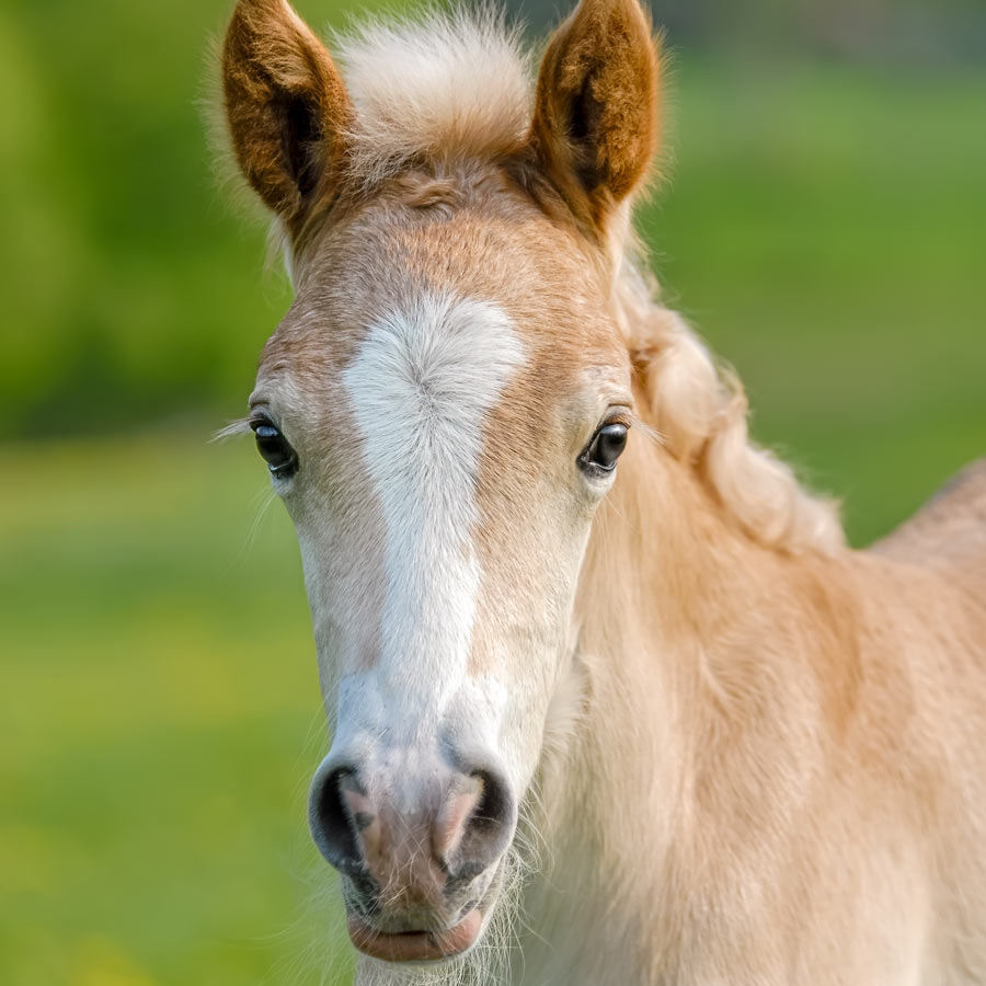 foal-insurance-square-oct23