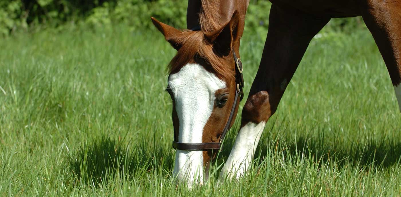 horse-insurance