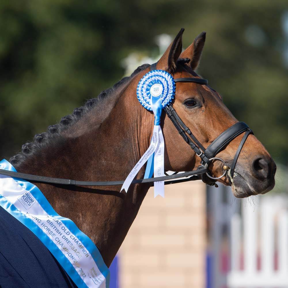 sport-horse-page-square-oct23