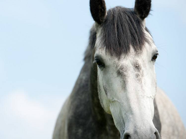 veteran-horse-thumb