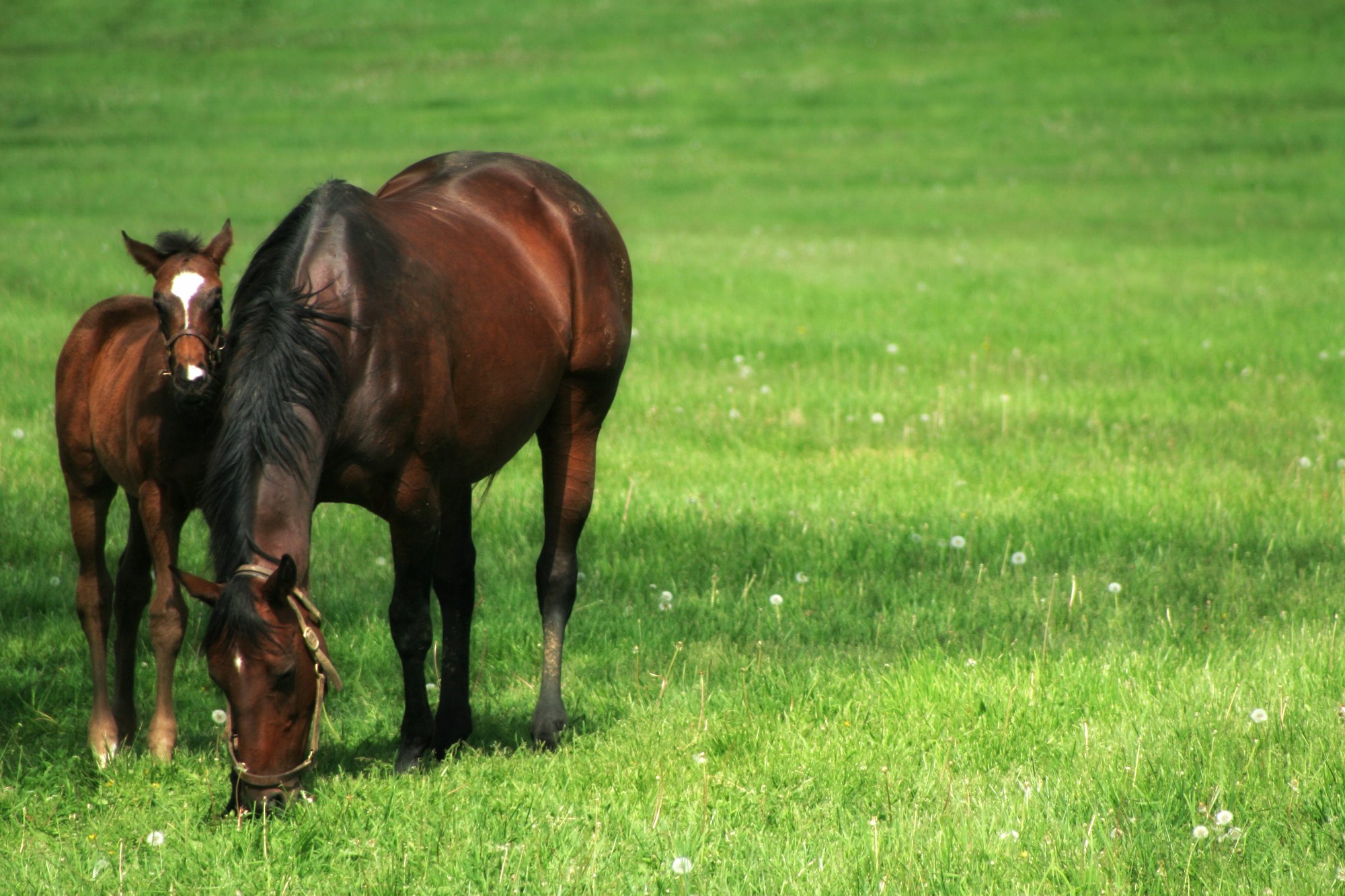 Mare & Foal Mare & Foal