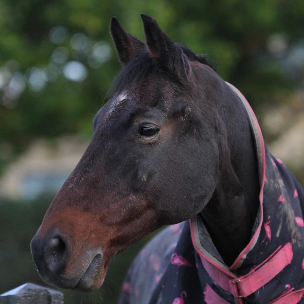 Veteran-Horse