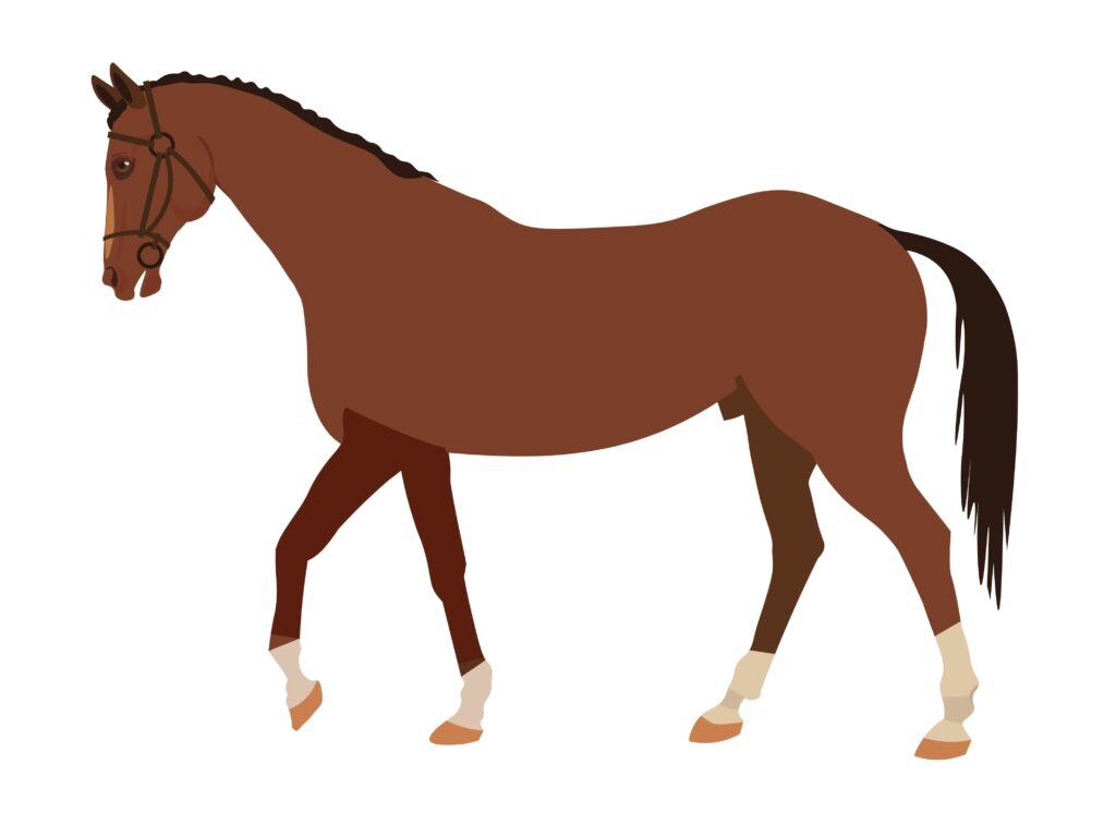 horse