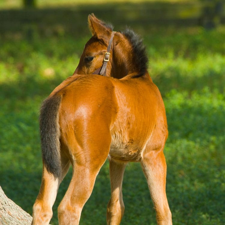 foal in field