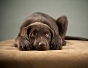 cute puppy on dog bed